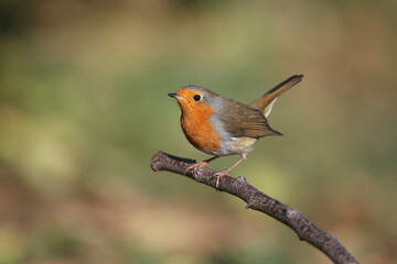 Fototapeta premium Close-up of a variety of European robin (Erithacus rubecula) on a black elder bush and near a drinking bowl. Some hold elderberries in their beaks.