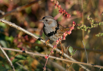 The dunnock (Prunella modularis) filmed in its natural habitat during autumn migration. Close-up and detailed photo of bird plumage