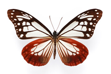 蝶の標本・アサギマダラ