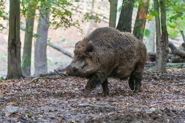 Wild boar - Sus scrofa - in the forest and by the in its natural habitat. Photo of wild nature.