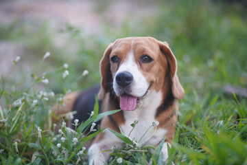 An adorable beagle dog lay down on the grass field .