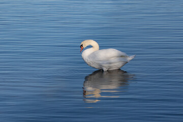 Mute swan on sunny shore