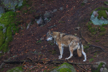 Wolf - Canis lupus in the deep forest on the rock.