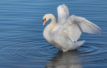 Mute swan on sunny shore