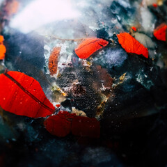 Arrière plan texture d'une pierre semi-précieuse jaspe sanguin - Espace coloré abstrait	 - obrazy, fototapety, plakaty