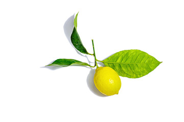 Ripe whole lemon with fresh leaves isolated on white background. Juicy fruit, vitamin ingredient