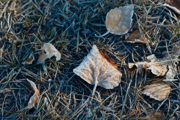Autumn leaves covered in early morning frost