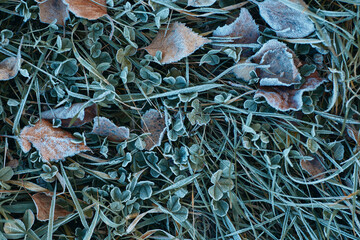 Autumn leaves covered in early morning frost on green grass