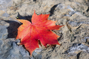 red maple leaf is lying on a rock on a sunny day