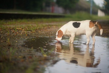 A cute white haired beagle dog is drinking water in the canal in the park .