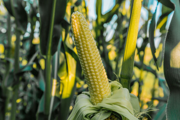 Ripening yellow corn on the cob, maize closeup