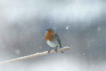 A Robin (Erithacus rubecula) stands on a wooden post while snowflakes fall around him during a snowfall. Christmas atmosphere. 