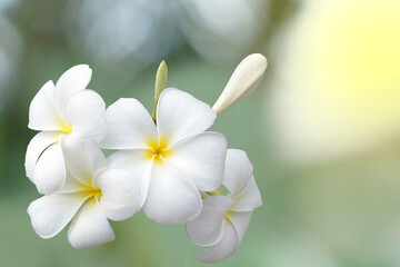 Plumeria, white. Commonly known as plumeria, Frangipani, Temple tree. The flowers are fragrant and are medicinal herbs used in combination with betel nut. It is used as a remedy for fever and malaria