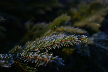 Zarter Raureif auf Nadelbaum, Christbaum im Winter, Eiskristalle als Hintergrund