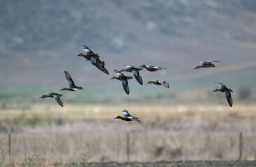 Cinnamon teals in flight over a marshland in Southern California