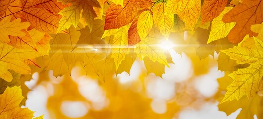 Bright sun shine through yellow, orange and red maple leaves, season is fall, warm sunny weather