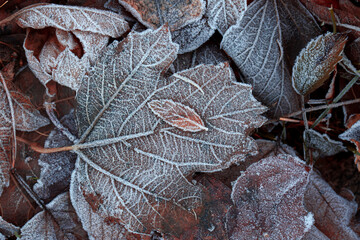 Autumn mood, autumn background. Fallen leaves covered with frost. The texture of the leaves. Beauty of nature.