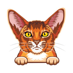 Abyssinian Cat Color Vector, Peeking Cats, Cats Breed, Pet Vector portrait, Cats Head