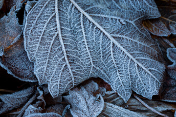 Autumn mood, autumn background. Fallen leaves covered with frost. The texture of the leaves. Beauty of nature.