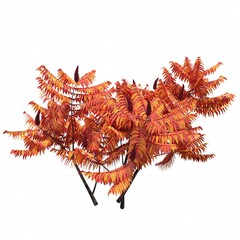 bush isolated on white background, 3D illustration, cg render