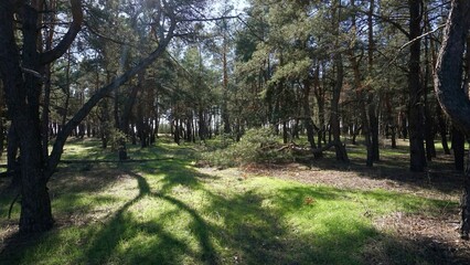Lawn in the forest, highlighted in color, bright, grass, field,