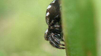butterfly on leaf