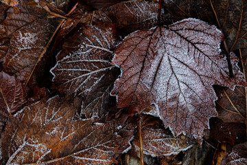Autumn mood, autumn background. Fallen leaves covered with frost. The texture of the leaves. Beauty of nature.