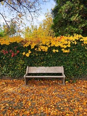 Autumn forest and colourful trees in the park. Colourful leaves on trees and on the ground. Bench in the park in trees. Red, orange and yellow leaves and trees. Sunny day walking in the park.  © Adam