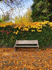 Autumn forest and colourful trees in the park. Colourful leaves on trees and on the ground. Bench in the park in trees. Red, orange and yellow leaves and trees. Sunny day walking in the park. 