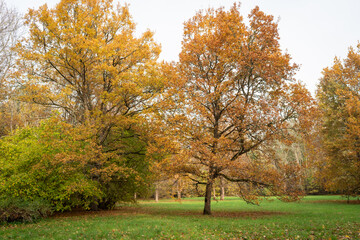 Fall in the old park. Autumn landscape.