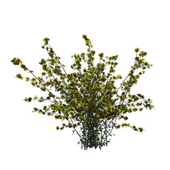 bush isolate on a transparent background, 3D illustration, cg render