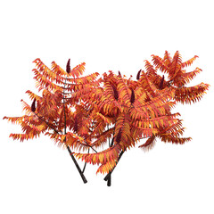 bush isolate on a transparent background, 3D illustration, cg render