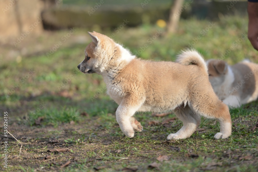 Poster Closeup of a cute Akita puppy.