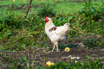 Hen walking and eating on a farm in the village