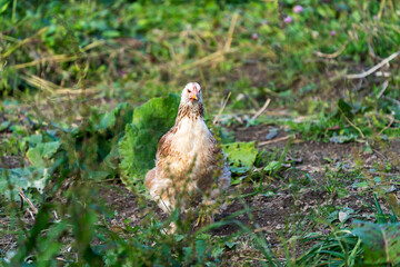 Hen walking and eating on a farm in the countryside