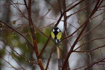 Kohlmeise, Parus major, im Winter auf Ästen in der Natur