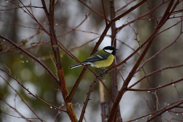 Kohlmeise, Parus major, im Winter auf Ästen in der Natur