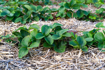 Domestic strawberries are covered with hay for warming for the winter in a garden in a village