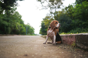 A cute beagle dog  sits on the lonely road.