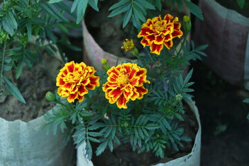 yellow and red marigold flower in garden