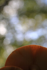 amanita muscaria hongo láminas vista desde abajo  seta mata moscas alucinógena no comestible país vasco 4M0A4378-as22