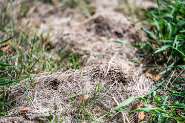 Raised dead zigzag patch of grass caused by a mole tunnel unground.