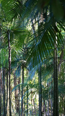 Floresta composta pricipalmente por palmitos-jussara