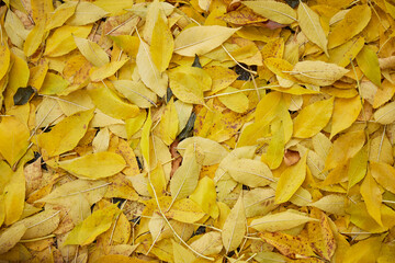 Background of autumn yellow leaves Autumn vibes