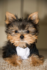 yorkshire terrier puppy