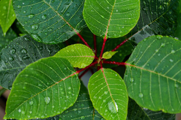 Green leaves with water drop on a plant of poinsettia (Euphorbia Pulcherrima). High-quality photo