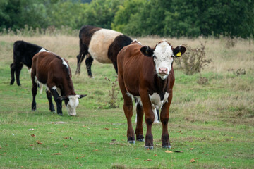 Obraz na płótnie Canvas pretty brown and white calf young cow