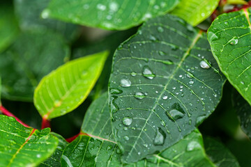 Green leaves with water drop on a plant of poinsettia (Euphorbia Pulcherrima). High-quality photo