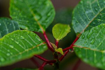 Green leaves with water drop on a plant of poinsettia (Euphorbia Pulcherrima). High-quality photo