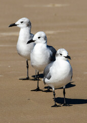 Seagulls on the beach